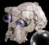 7 million year old skull